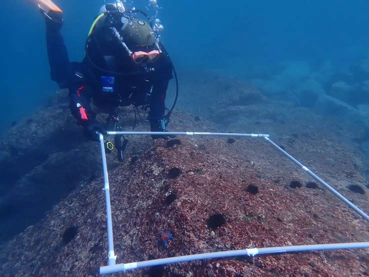 小久保海岸のダイバーの写真