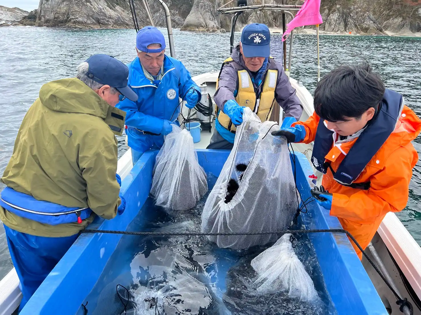 蓄養ウニの採捕の写真